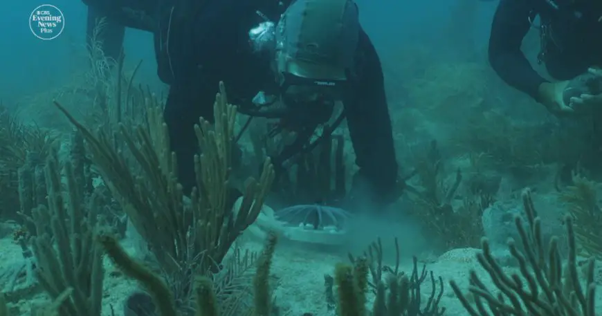 Crossbreeding corals from Honduras could help protect Florida's coast